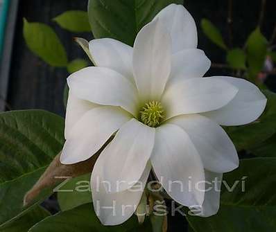 šácholan - Magnolia brookl. 'Gold Star'.