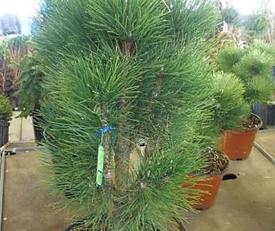 Borovice - Pinus nigra 'Green Tower'.