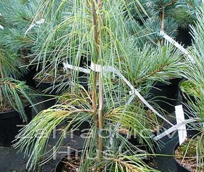 Borovice - Pinus strobus 'Pendula'