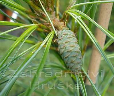 Borovice - Pinus strobus 'Pendula'