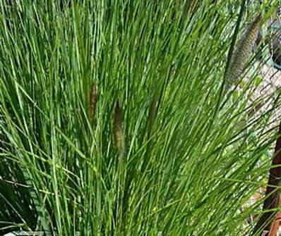 dochan - Pennisetum japonicum