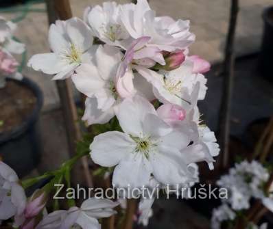 třešeň - Prunus serruleta 'Amanogawa'