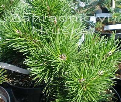 Borovice - Pinus banksiana 'Bánská Šťavnica'.