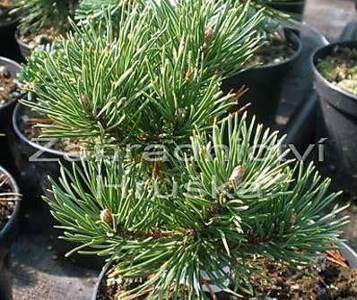 Borovice - Pinus mugo 'Decembergold'