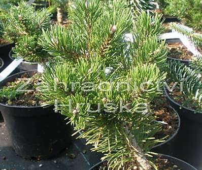 Borovice - Pinus mugo 'Klosteogrun'