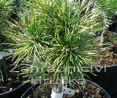 Borovice - Pinus mugo 'Sunshine'