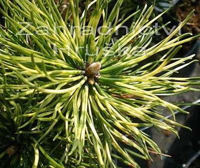 Borovice - Pinus mugo 'Sunshine'
