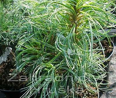 Borovice - Pinus strobus 'Grűn Twist'