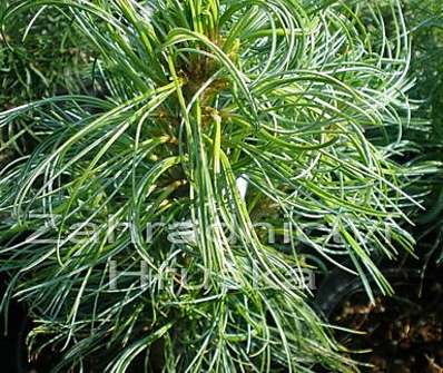 Borovice - Pinus strobus 'Grűn Twist'