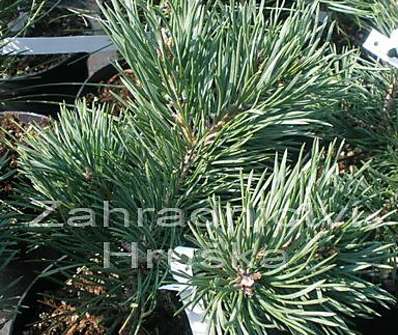 Borovice - Pinus sylvestris 'Albyns'.