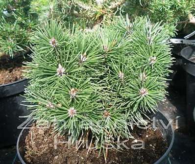Borovice - Pinus uncinata 'Radka'..