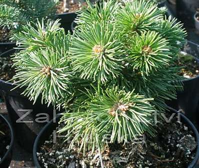 Borovice - Pinus uncinata 'Jitka'