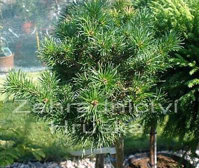 Borovice - Pinus banksiana 'Chippewa' KM