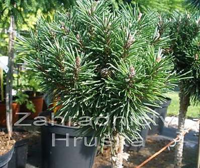 Borovice - Pinus uncinata 'Ježek' KM