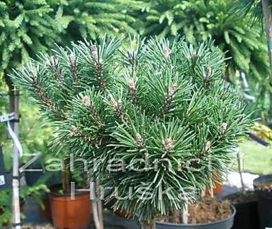 Borovice - Pinus uncinata 'Ježek' KM