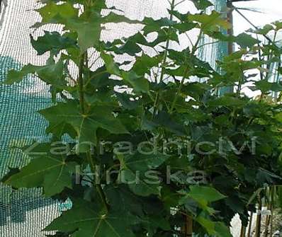 javor - Acer platanoides 'Globosum'..