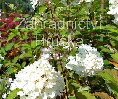 hortenzie - Hydrangea paniculata 'Vanille Fraise'