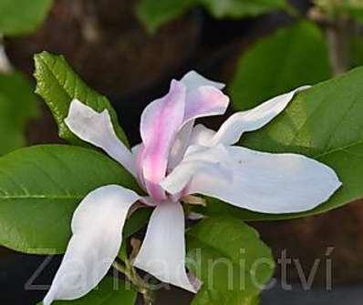 šácholan - Magnolia stellata 'Royal Star'