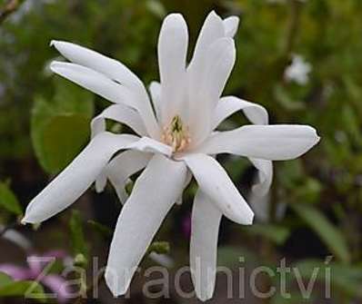 šácholan - Magnolia stellata 'Royal Star'
