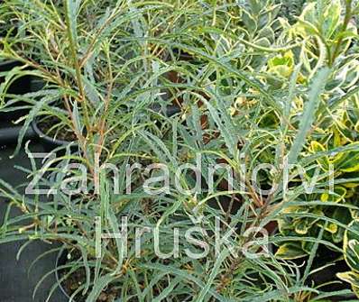 řešetlák - Rhamnus frangula 'Asplenifolia' KM