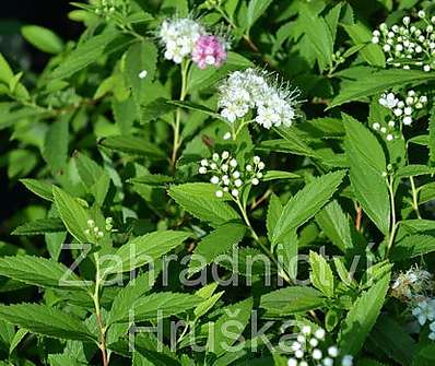 tavolník - Spiraea japonica 'Genpei'