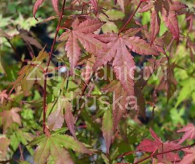javor - Acer palmatum 'Redwine'