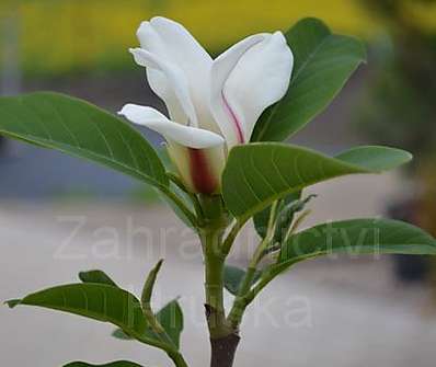 šácholan - Magnolia 'Sunrise'