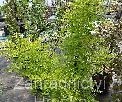 jerlín - Sophora japonica 'Flaviramea'