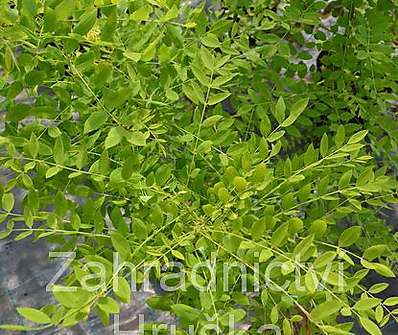 jerlín - Sophora japonica 'Flaviramea'
