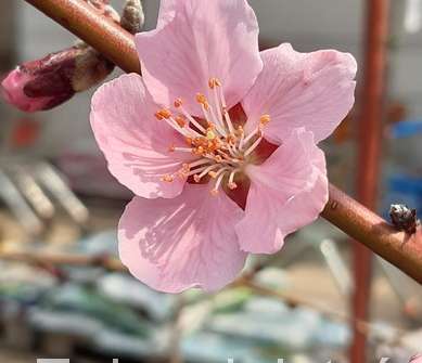 broskvoň - Prunus Hungaria Red