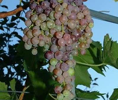 Vinná réva Kišmiš moldavský