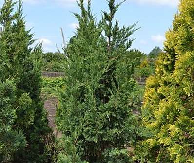 jalovec - Juniperus chinensis 'Monarch'