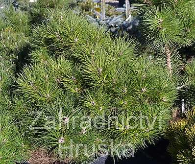Borovice - Pinus densiflora 'Jane Kluis'..