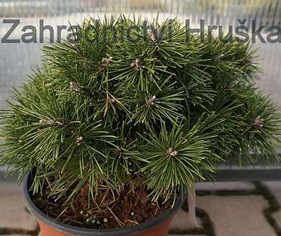 Borovice - Pinus uncinata 'Jitka'.