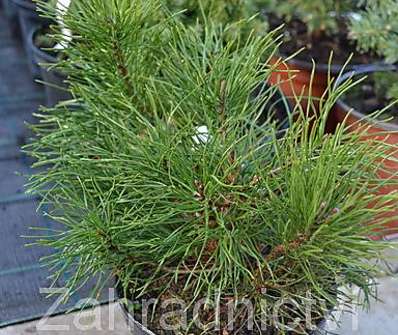 Borovice - Pinus mugo 'Pumilio'