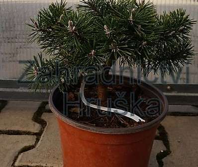 Borovice - Pinus rotundata 'Savajské Alpy'