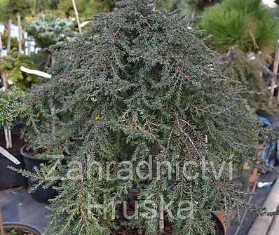 jalovec - Juniperus communis 'Green Mantle'..KM