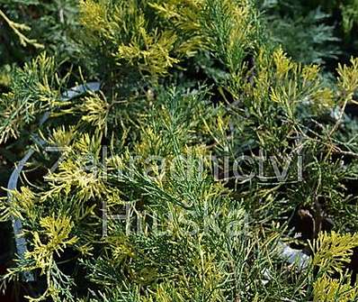 jalovec - Juniperus pfitzeriana 'Blue and Gold'