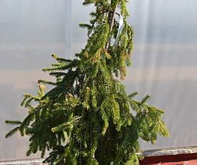 smrk - Picea abies 'Inversa Pendula'.