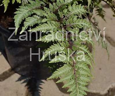 papratka - Athyrium niponicum Pictum