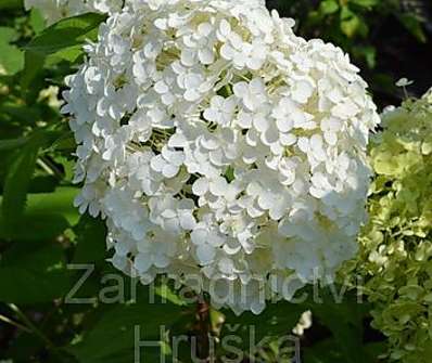 hortenzie - Hydrangea arborescens 'Anabelle'
