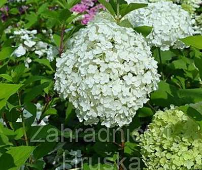 hortenzie - Hydrangea arborescens 'Anabelle'