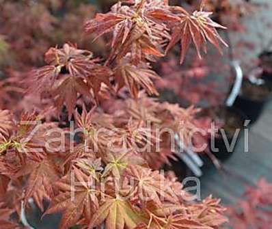 javor - Acer palmatum 'Corallinum'