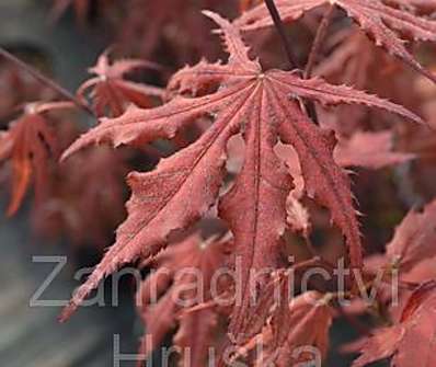 javor - Acer palmatum 'Purple Ghost'