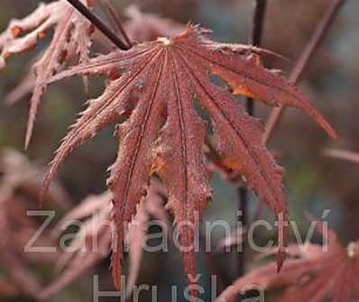javor - Acer palmatum 'Purple Ghost'