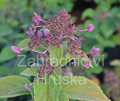 hortenzie - Hydrangea paniculata 'Wims Red'