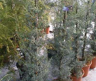 cypřiš - Cupressus arizonica 'Glauca'