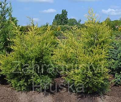 jalovec - Juniperus chinensis 'Kuriwao Gold'