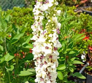 Verbascum chaixii Wedaling Candles