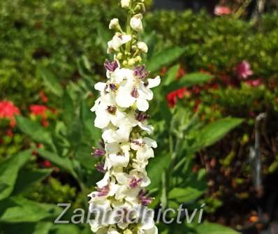Verbascum chaixii Wedaling Candles